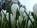 Iridiaceae - Crocus albiflorus_2